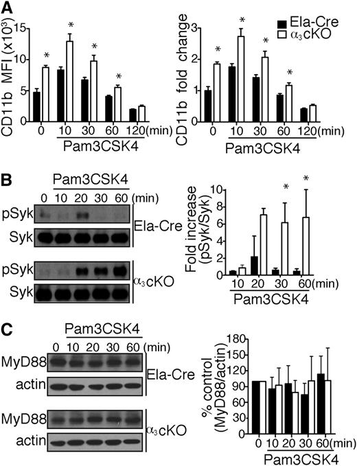 Figure 7. Compensatory CD11b upregulation in α3β1-depleted mice negatively regulates TLR2 responses. (A) Surface expression of CD11b levels on BM neutrophils (gated as Ly6GhighCD115low cells) from α3 cKO and control Ela-Cre mice. Total BM cells (106) were stimulated with Pam3CSK4 (1 μg/mL) over time, as indicated (n = 4/time point). Data are expressed as mean MFI ± SD (top) or mean fold change compared with unstimulated neutrophils ± SD (bottom). *P < .05 (2-way repeated measures ANOVA with Bonferroni posttest). (B) Left: Representative western blot images of Syk phosphorylation kinetics in neutrophils from α3 cKO and Ela-Cre mice after Pam3CSK4 (1 μg/mL) stimulation over indicated periods. Total cell lysates were analyzed by western blotting to determine the extent of Syk phosphorylation at Tyr346 (equivalent to Tyr352 for humans). Right: Densitometric analysis of Syk phosphorylation. phospho-Syk was normalized to total Syk at each time point and expressed as mean fold increase compared with time = 0 minutes. Data are expressed as mean ± SEM from 3 independent experiments. *P < .05 (2-way repeated measures ANOVA with Bonferroni posttest). (C) Left: Representative western blot images of total MyD88 in neutrophils from α3 cKO and Ela-Cre mice after Pam3CSK4 (1 μg/mL) stimulation over time. Right: Densitometric analysis of bands expressed as % of control group (time = 0 minutes). MyD88 levels were normalized to actin at each time point. Data are expressed as mean % change ± SEM from 4 independent experiments.