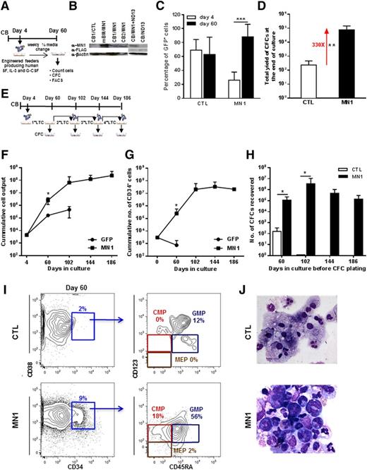 Figure 1. Constitutive expression of MN1 immortalizes human CB cells in vitro. (A) Outline of stromal feeder-containing LTC-IC assay or LTC with human CB cells. (B) Western blot showing protein expression of MN1 in MN1-transduced mouse BM and CB cells and FLAG protein (FLAG-ND13) in ND13-transduced CB cells. β-actin was probed on the same blot as loading control. (C) Proportion of GFP+ cells 2 days after the end of transduction and after culture on feeder cells for 56 days (at the time of CFC plating) for CTL- and MN1-transduced CB cells (CTL, n = 9; MN1, n = 14). (D) Total yield of colonies from primary LTC assay of CTL- or MN1-transduced CB cells (CTL, n = 9; MN1, n = 14). (E) Outline of serial stromal feeder-containing LTC assay. After each LTC, cells were placed in CFC media and a proportion of them were replated on fresh-feeder layers for the next round of LTC assay. (F) Cumulative total cell output from primary to quaternary LTC assays (CTL, n = 2; MN1, 2nd n = 6, 3rd n = 4, 4th n = 2). (G) Cumulative CD34+ cell output from primary to quaternary LTC assays (CTL, 1st n = 5; MN1, 1st n = 10, 2nd n = 5, 3rd n = 2, 4th n = 1). (H) Number of CFCs recovered from primary to quaternary LTC assays (CTL, first n = 2, second n = 2; MN1, first n = 6, second n = 6, third n = 4, fourth n = 2). (I) Proportion of hematopoietic progenitor cells in LTCs of CTL- and MN1-transduced CB cells (day 60 on feeder cells, a representative fluorescence-activated cell sorter [FACS} blot is shown). (J) Morphology of CTL- and MN1-transduced CB cells at the end of the 60-day culture period. Micrographs were acquired using an Axioplan2 Zeiss microscope and images were captured using OpenLab software (Perkin Elmer); original magnification ×400 for CTL and ×630 for MN1. Data represent mean ± standard deviation. *P < .05, **P < .01, ***P < .001. CMP, common myeloid progenitor CD34+CD38+CD123loCD45RA−; GMP, granulocyte-macrophage progenitor CD34+CD38+CD123loCD45RA+; MEP, megakaryocyte-erythrocyte progenitor CD34+CD38+CD123−CD45RA−.