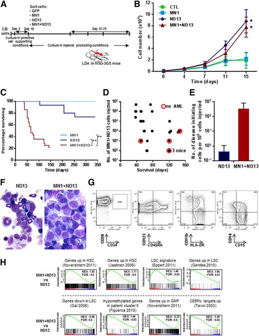 Figure 2. MN1 and NUP98HOXD13 cooperate to induce leukemogenesis from human CB cells in vivo. (A) Outline of the experimental design to evaluate the in vitro leukemic stem cell expansion potential of transduced CD34+ CB cells in suspension culture. (B) In vitro proliferation of transduced and sorted cells cultured in myeloid-promoting conditions (Steel factor, FL, IL-3, IL-6, and TPO, each 10 ng/mL) (starting between 33, 38, and 50 days after transduction; mean ± standard error of the mean, CTL n = 4, for MN1, ND13, MN1+ND13 n = 6). *P < .05 for the comparison CTL vs ND13, CTL vs MN1+ND13, MN1 vs ND13, and MN1 vs MN1+ND13 on day 15. (C) Survival of NSG-3GS mice receiving transplants of CB cells cultured for 1 to 3 months in vitro (MN1, n = 6; ND13, n = 16; MN1+ND13, n = 28). **P < .01. (D) Correlation between diagnosis of AML and survival and the number of MN1+ND13+ CB cells transplanted in NSG-3GS mice (mice from survival curve in Figure 2C). Each dot represents a mouse. Red circle indicates the absence of AML at the time of sacrifice. (E) Number of disease initiating cells per 106 injected cells in ND13 and MN1+ND13-transduced CB cells transplanted in NSG-3GS mice after 1 to 3 months of culture. (F) Morphology of BM cells of ND13 (103 days posttransplant, left panel) and MN1+ND13 (38 days posttransplant, right panel) mice at sacrifice. Wright-Giemsa–stained marrow cytospins from representative mice. Micrographs were acquired using an Axioplan2 Zeiss microscope and images were captured using OpenLab software (Perkin Elmer); original magnification ×400. (G) Immunophenotype of GFP+YFP+ BM cells from a MN1+ND13 mouse with AML at sacrifice. Representative FACS blots are shown. (H) Gene set enrichment analysis of indicated signatures comparing MN1+ND13+ and ND13+ CB cells cultured for 60 days in myeloid promoting conditions. FDR, false discovery rate; NES, normalized enrichment score.