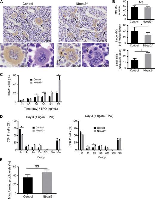 Figure 3. Abnormal MK maturation in Nbeal2−/− mice. (A) CD41 labeling and hematoxylin and eosin staining of bone sections (×60) in control and Nbeal2−/− mice. Arrows point at MKs. Two representative large polyploid MKs are shown in the bottom panels at high magnification (×100). Note the presence of leukocytes (L) within MKs (emperipolesis) at high magnification (×100) in the Nbeal2−/− samples. (B) Quantitation of MKs in bone sections from (A) (5 different fields in 5 mice). Similar total MK numbers in control and Nbeal2−/− mice (top panel), but the numbers of large MKs with more than 2 nuclear lobes (middle panel) and the numbers of small MKs with 2 or less nuclear lobes (bottom panel) are significantly different in Nbeal2−/− mice. (C) Percentage of CD41+ cells in bone marrow cultures in the presence of thrombopoietin (TPO) (1 and 5 ng/mL) at different time points (1, 3, and 5 days) (n = 4). (D) Ploidy profile of CD41+ cells at day 3 (n = 4). (E) Percentage of proplatelet-forming MKs upon adhesion to fibrinogen of cultured MKs purified by bovine serum albumin gradient (n = 4). For all graphs, bars represent mean ± standard error of the mean. *P < .05. NS, nonsignificant.
