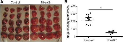 Figure 7. Reduced metastasis in Nbeal2−/− mice. Lung metastasis was induced by tail vein injection of 5 × 105 mouse melanoma B16-F10 cells. Lungs were taken after 10 days and the number of pulmonary metastases were counted on all 5 lobes of the lung. Representative lung metastases in control (n = 9) and Nbeal2−/− mice (n = 5) (A) and quantitation (B). Bar represents mean ± standard error of the mean. *P = .0001.