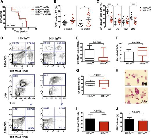 Figure 1. HIF-1α is not required for the initiation/progression of AE9a-induced leukemia. (A) Kaplan-Meier survival curves of mice transplanted with AE9a-expressing cells or MIGR1 control (Hif-1αΔ/Δ + AE9a, n = 7; Hif-1αfl/fl + AE9a, n = 5; Hif-1αΔ/Δ + MIGR1, n = 4; Hif-1αfl/fl + MIGR1, n = 5). The log-rank (Mantel-Cox) test was used to assess statistical significance. (B) Percentage of transduced cells (GFP+) in PB 3 and 20 weeks after transplantation (Hif-1αΔ/Δ, n = 17; Hif-1αfl/fl, n = 10). (C) Percentage of myeloid cells (Gr1+ and/or Mac1+) in PB 3, 7, 10, and 20 weeks after transplantation (Hif-1αΔ/Δ, n = 17; Hif-1αfl/fl, n = 10). (D) Representative FACS plots of BM cells from diseased mice showing that the GFP+ cells are all included in the Lin– malignant population. The differentiated populations are stained with the following antibodies: CD3 for T cells (T), B220 for B cells (B), and Gr1/Mac1 for myeloid cells (M). (E-G) Analysis of different parameters of sacrificed mice at an advanced stage of disease: myeloid cells in PB (E), Lin– cells in PB (F) and BM (G) (Hif-1αΔ/Δ, n = 9; Hif-1αfl/fl, n = 5). (H) BM-cell cytospins from leukemic mice showing similar morphology of the main population in both genotypes. The scale bar = 20 μm. (I) CFU assay derived from BM cells from both genotypes (Hif-1αΔ/Δ, n = 8; Hif-1αfl/fl, n = 3). (J) Percentage of colonies derived from BM cells from each genotype in a competitive transplantation 1:1 (n = 4). Plots and columns represent mean ± SEM and boxes represent mean ± min-to-max values. Unless otherwise stated, 2-tailed Student t test was used to assess statistical significance. *P < .05, ***P < .001.