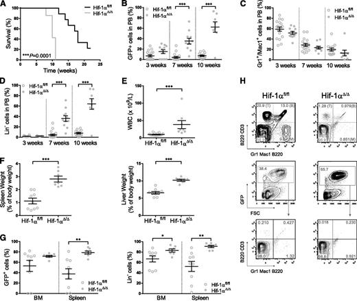 Figure 2. Hif-1α deletion accelerates the AE9a malignant phenotype in secondary recipients. (A) Kaplan-Meier survival curve of secondary recipients from 2 independent experiments transplanted with cells derived from leukemic mice of both genotypes (Hif-1αΔ/Δ, n = 7; Hif-1αfl/fl, n = 9). The log-rank (Mantel-Cox) test was used to assess statistical significance. The development of the disease was measured by the percentage of transduced cells (GFP+) (B), myeloid cells (Gr1+ and/or Mac1+) (C), and Lin– cells (D) in PB 3, 7, and 10 weeks after transplantation (Hif-1αΔ/Δ, n = 11; Hif-1αfl/fl, n = 18). Eleven weeks after transplantation, mice were sacrificed and disease analyzed by measuring several parameters: total WBC (E), spleen and liver weight (F), and GFP+ and Lin– cells in the BM and spleen (G) (Hif-1αΔ/Δ, n = 7; Hif-1αfl/fl, n = 9). A 2-way ANOVA test was used to assess statistical significance along the different time points. (H) Representative FACS plots of spleen cells from diseased mice showing that the GFP+ cells are all included in the Lin– malignant population. The differentiated populations are stained with the following antibodies: CD3 for T cells (T), B220 for B cells (B), and Gr1/Mac1 for myeloid cells (M). Plots represent mean ± SEM. Unless otherwise stated, 2-tailed Student t test was used to assess statistical significance. *P < .05, **P < .01, ***P < .001.