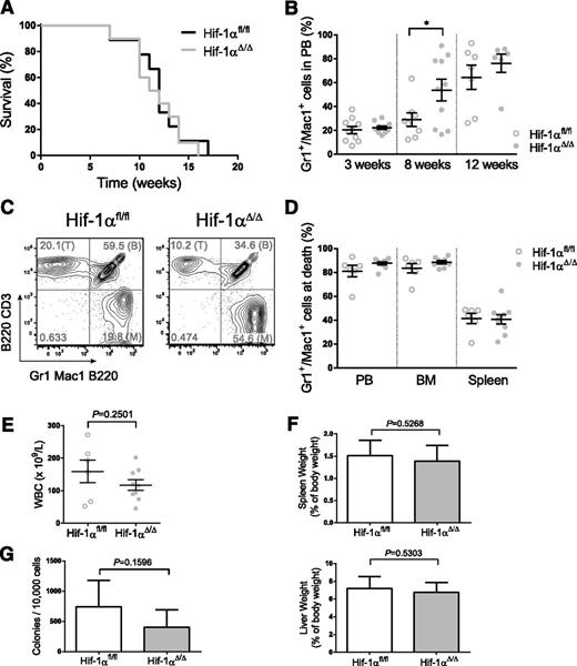 Figure 3. Hif-1α deletion accelerates early development of HOXA9-MEIS1–induced AML. (A) Kaplan-Meier survival curve of mice transplanted with HoxA9-Meis1–expressing cells (n = 10). The log-rank (Mantel-Cox) test was used to assess statistical significance. (B) Percentage of myeloid cells in the PB of transplanted animals at different time points after transplantation (week 3: n = 10; week 8: Hif-1αΔ/Δ, n = 10; Hif-1αfl/fl, n = 9; week 11: Hif-1αΔ/Δ, n = 6; Hif-1αfl/fl, n = 7). Two-way ANOVA was used to test statistical significance. (C) Representative FACS plots of PB cells at week 8 after transplantation showing an increment in the myeloid population of Hif-1αΔ/Δ samples. The differentiated populations are stained with the following antibodies: CD3 for T cells (T), B220 for B cells (B), and Gr1/Mac1 for myeloid cells (M). Diseased mice were sacrificed at an advanced stage of disease and several parameters analyzed: percentage of myeloid cells in PB, BM, and spleen (D); WBC count (E); and spleen and liver weights (F) (Hif-1αΔ/Δ, n = 9; Hif-1αfl/fl, n = 6). (G) CFU assay derived from BM cells from both genotypes (n = 5). Plots and columns represent mean ± SEM. Unless otherwise stated, 2-tailed Student t test was used to assess statistical significance. *P < .05.