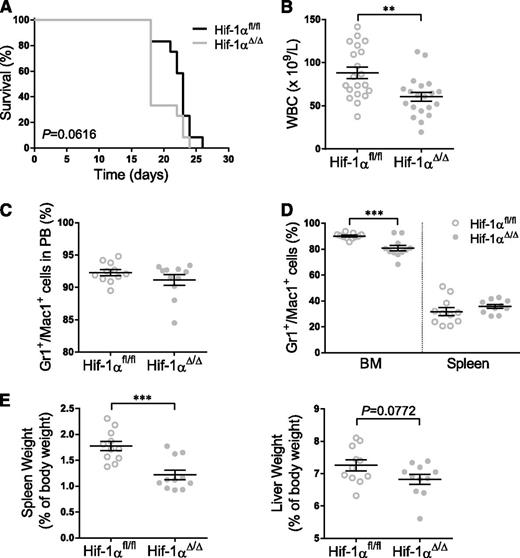 Figure 4. HOXA9-MEIS1–induced AML shows no difference in LIC self-renewal or phenotype depending on HIF-1α. (A) Kaplan-Meier survival curves of mice transplanted with HoxA9-Meis1–expressing BM cells derived from primary recipients. Cells derived from 2 different donors were used to transplant 4 × 105 cells into secondary recipients (n = 12). The log-rank (Mantel-Cox) test was used to assess statistical significance. Leukemic animals derived from 2 independent experiments were sacrificed at week 3 after transplantation and WBC count (n = 20) (B); percentage of myeloid cells in PB (C), BM, and spleen (D); and spleen and liver weights (E) analyzed for evaluating the stage of the disease (n = 11). Plots represent mean ± SEM. Two-tailed Student t test was used to assess statistical significance. **P < .01, ***P < .001.
