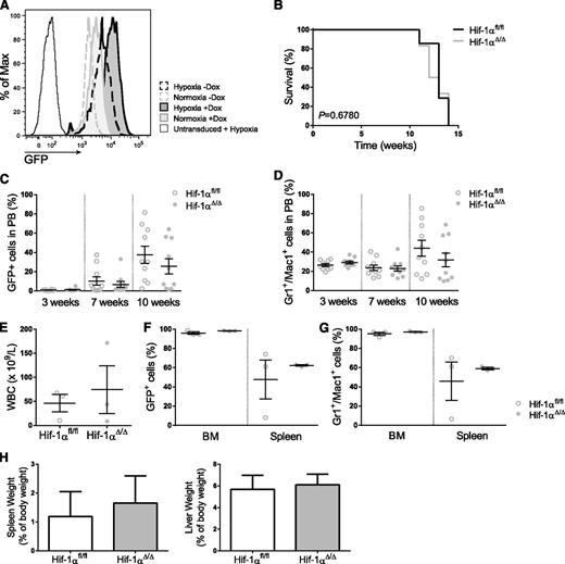 Figure 5. MLL-induced leukemia initiation/progression is independent of HIF-1α status, although MLL signals directly toward HIF. (A) GFP expression of a clone derived from doxycycline-inducible MLL-ENL BM cells transduced with a GFP-hypoxic reporter. Cells from this clone were grown in methylcellulose for 1 week under normoxic (20% oxygen) or hypoxic (1% oxygen) conditions in media ± doxycycline (Dox) and GFP expression analyzed by flow cytometry. (B) Kaplan-Meier survival curve of mice transplanted with MLL-AF9–expressing cells (Hif-1αΔ/Δ, n = 6; Hif-1αfl/fl, n = 7). The log-rank (Mantel-Cox) test was used to assess statistical significance. The development of the disease was measured by the percentage of transduced cells (GFP+) (C) and myeloid cells (Gr1+ and/or Mac1+) (D) in PB 3, 7, and 10 weeks after transplantation (n = 10). At 12 weeks after transplantation, a set of mice was sacrificed and the phenotype of the disease analyzed by measuring several parameters: WBC (E), GFP+ cells (F), and myeloid cells (Gr1+ and/or Mac1+) (G) in BM, and spleen and spleen and liver weights (H) (n = 3). Plots and columns represent mean ± SEM. Two-tailed Student t test was used to assess statistical significance.