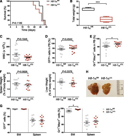 Figure 6. HIF-1α status does not affect the self-renewal of MLL-AF9 LICs but alters the extramedullary location of infiltrating leukemic cells. (A) Kaplan-Meier survival curve of secondary recipients transplanted with BM cells derived from leukemic mice of both genotypes (n = 6). The log-rank (Mantel-Cox) test was used to assess statistical significance. (B) Total weight of sex- and age-matched mice 3 weeks after transplantation (n = 4). The development of the disease was measured 3 weeks after transplantation in animals derived from 2 independent experiments by numbers of WBC (n = 16) (C) and the percentage of transduced cells (GFP+) (D) and myeloid cells (Gr1+ and/or Mac1+) (E) in PB (n = 16). A set of mice was sacrificed and stage of the disease analyzed by: spleen and liver weights (F), macroscopic examination of the livers (G), and GFP+ cells and myeloid cells (Gr1+ and/or Mac1+) in the BM and spleen (H) (n = 11). Plots represent mean ± SEM and boxes represent mean ± min-to-max values. Two-tailed Student t test was used to assess statistical significance. *P < .05, ***P < .001.