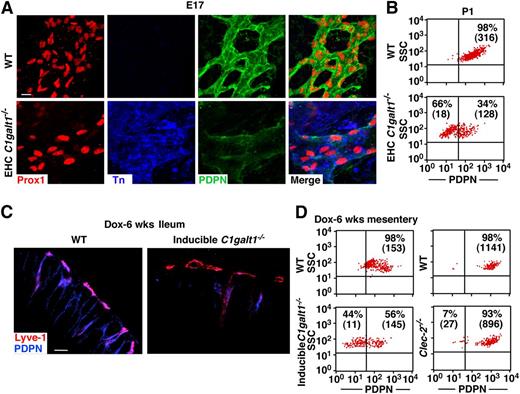 Figure 1. Lack of core 1 O-glycans causes reduced PDPN levels on LECs. (A) Whole mount images of WT or EHC C1galt1−/− mouse mesentery at E17 with antibodies against Prox-1, Tn, and PDPN. Scale bar, 10 μm. (B) Flow cytometric analyses of cell surface PDPN levels on freshly isolated mesenteric LECs from WT or EHC C1galt1−/− mice at P1. Dot plots are shown after gating on CD31+/Lyve-1+ LEC cells. Percentage and mean fluorescence intensity (MFI) (in parenthesis) are indicated for PDPN in each quadrant. (C, left) C1galt1f/f;tetO-Cre+ mice and littermate WT mice were fed a doxycycline diet for 6 weeks, starting at 6-weeks old. Confocal images of ileal cryosections from doxycycline-inducible or littermate control mice with antibodies against PDPN and Lyve-1 are shown. Scale bar, 20 μm. (C, right) Flow cytometric analyses of PDPN on CD31+/Lyve-1+ isolated mesenteric LECs from doxycycline-inducible or littermate control mice, and (D) CD31+/Lyve-1+ isolated mesenteric LECs from 12-week-old WT or Clec2−/− mice. The images and data are representative of at least 3 experiments. E17, embryonic day 17; P1, postnatal day. SSC, side scatter.