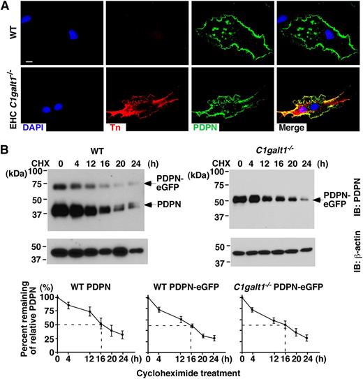 Figure 2. Lack of core 1 O-glycans does not affect intracellular trafficking or turnover of PDPN in vitro. (A) Confocal images of cultured primary LECs from WT or EHC C1galt1−/− mouse skin, with antibodies against PDPN and Tn antigen. DAPI indicates cell nuclei. Scale bar, 5 μm. (B) WT or C1galt1−/− ECs transfected with PDPN-eGFP were treated with 100 μg/ml CHX for the indicated time. A total of 20 μg of lysates was run on a 10% sodium dodecyl sulfate-polyacrylamide gel electrophoresis and probed with anti-PDPN (8.1.1) and anti-actin antibodies. The relative PDPN intensity is calculated by normalization of PDPN band intensity with actin band intensity from the same lysate. Marked line charts are presented as remainder of relative PDPN intensity at the indicated time points against that at 0 hours of treatment. The data represent the mean ± standard deviation (SD) from 4 experiments. CHX, cycloheximide.