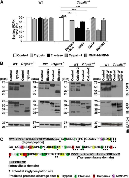 Figure 3. Core 1 O-glycans protect PDPN from proteolytic degradation. (A) Stable PDPN-eGFP transfected WT or C1galt1−/− ECs were incubated in buffer (control), 0.05% trypsin (with or without 5 mM benzamidine), 100 μg/ml elastase (with or without 2 mM PMSF), 10 μg/ml calpain-2 (with 2 mM Ca++, with or without 5 mM EDTA), or 2 μg/ml activated MMP-2/MMP-9 (with or without 100 μM GM6001), and then stained with anti-PDPN antibody for flow cytometry. The bar graph indicates the percentage of MFI of cell surface PDPN levels against that of control. The data represent the mean ± SD from 3 to 5 experiments. ***P < .001. (B) Stable WT or C1galt1−/− ECs were treated with or without trypsin, elastase, calpain-2, or activated MMP-2/MMP-9, and then lysed. All lysates were analyzed by immunoblot using anti-PDPN mAb (8.1.1) or rabbit anti-GFP Ab. Glyceraldehyde-3-phosphate dehydrogenase was used as a loading control. (C) Potential O-glycosylation sites (black dots) and predicted cleavage sites of PDPN by trypsin (yellow), elastase (green), calpain-2 (red), or MMP-2/MMP-9 (purple) in the extracellular domain of PDPN.