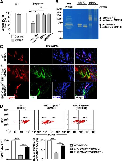 Figure 4. MMPs in the lymph cleave core 1 O-glycan–deficient PDPN in vitro and in vivo. (A) Stable PDPN-eGFP WT or C1galt1−/− ECs were incubated in culture medium (as a control), lymph only, lymph with a 1:100 diluted protease inhibitor cocktail, with 5 mM EDTA, or with 100 mM GM6001, and then labeled with anti-PDPN antibody for flow cytometry. The bar graph indicates the percentage of MFI of cell surface PDPN levels against that of control. Data represent the mean ± SD from 3 experiments. (B) Lymph from C57BL/6J mice was analyzed for MMP-2 and MMP-9 by gelatin zymography. Purified mouse pro–MMP-2 and recombinant mouse pro–MMP-9 were activated by APMA and used as positive controls. Samples were resolved in 10% sodium dodecyl sulfate-polyacrylamide gel electrophoresis gels containing 1 mg/mL gelatin, then visualized by staining with Coomassie Brilliant Blue G-250. (C) Confocal images of intestinal cryosections from vehicle-treated WT, vehicle-treated EHC C1galt1−/−, or GM6001-treated EHC C1galt1−/− mice stained with antibodies against Lyve-1, Tn, and PDPN. Scale bar, 20 μm. (D, top) Flow cytometric analyses of cell surface PDPN on freshly isolated mesenteric LECs from vehicle-treated WT, vehicle-treated EHC C1galt1−/−, or GM6001-treated EHC C1galt1−/−mice. PDPN expression was analyzed on the CD31+/Lyve-1+ LEC population. (D, bottom) Quantification of the percentages of PDPN+ LEC numbers (left) and percentages of MFIs of PDPN on LECs (right) are shown. MFIs of PDPN on LECs from vehicle-treated EHC C1galt1−/− or GM6001-treated EHC C1galt1−/− mice were normalized to the MFI of PDPN on LECs from vehicle-treated WT mice. Data represent the mean ± SD from 5 experiments. *P < .05; **P < .01; ***P < .001.