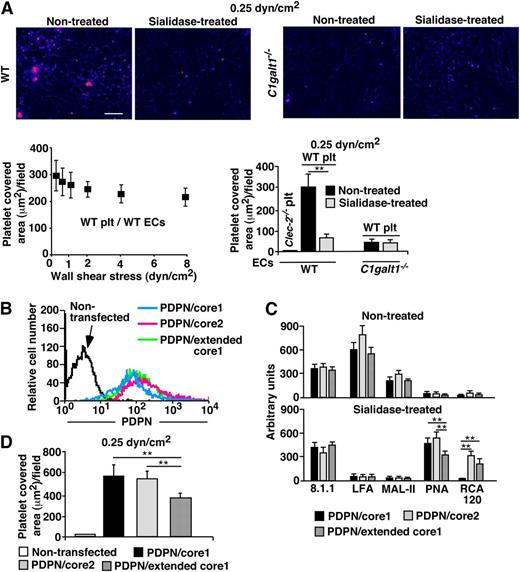 Figure 6. Sialylated core 1 O-glycans of PDPN plays an important role in platelet adhesion on ECs under flow. (A) PHK26 labeled platelets from WT or platelet-specific Clec-2−/− mice were perfused and allowed to accumulate on WT or C1galt1−/− ECs with or without sialidase treatment under shear stress of 0.25 dyn/cm2 for 10 minutes. After changing to platelet-free buffer, fluid shear stress was increased every 30 seconds. Dual bright field and fluorescence images of platelet adhesion and aggregation on ECs under shear stress of 0.25 dyn/cm2 are shown. Scale bar, 20 μm. The images are representative of 3 independent experiments. ECs in bright fields are shown as blue color, and fluorescent PHK-labeled platelets are shown as red color. The data quantify the covered platelet area on each EC under the indicated shear stresses and represent the mean ± SD from 3 experiments. (B) Flow cytometric analyses of cell surface PDPN on CHO cells transfected with PDPN-eGFP and control vector (PDPN/core1), PDPN-eGFP and core2GlcNAcT (PDPN/core2), or PDPN-eGFP and core1βGlcNAcT (PDPN/extended core1). Cells were incubated with hamster anti-PDPN antibody 8.1.1, followed by PE-conjugated anti-hamster IgG. (C) Glycan profile of PDPN/core1, PDPN/core2, or PDPN/extended core 1 with or without sialidase treatment is shown. PDPN-eGFP from different CHO cell lines was captured on agarose beads conjugated with mouse anti-GFP monoclonal antibody. Glycan profile of PDPN was analyzed based on lectin binding. See Figure 5 for lectin specificities. The fluorescence intensity of anti-PDPN antibody or lectin binding is indicated in the bar graphs. The data represent the mean ± SD from 3 experiments. (D) PDPN/core1, PDPN/core2, or PDPN/extended core1 CHO cells were cultured in 35 mm dishes, and PHK26-labeled platelets from WT were perfused and allowed to accumulate on CHO cells under shear stress of 0.25 dyn/cm2 for 10 minutes. The data quantify the covered platelet area on CHO cells under the indicated shear stress, and represent the mean ± SD from 3 experiments. **P < .01. Plt, platelets.