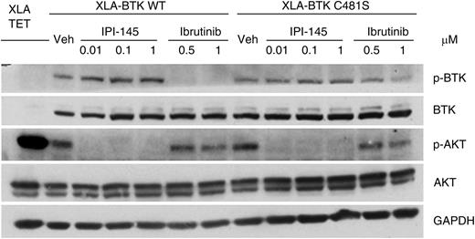 Figure 2. IPI-145 abrogates the prosurvival AKT signal in XLA-BTK C481S cells. The inducible XLA-BTK wild-type (WT) and XLA-BTK C481S cell lines were induced with 1 μg/mL of doxycycline for 48 hours. Both cells were left untreated or treated with IPI-145 at various concentrations (0.01 to 1 μM) for 1 hour or with ibrutinib (0.5 μM and 1 μM) for 30 minutes followed by washout and incubated in media for another 30 minutes. Cell lysates were immunoblotted for pBTKY223, total BTK, pATKS473, total AKT, and GAPDH. The blots are representative of 3 independent experiments.