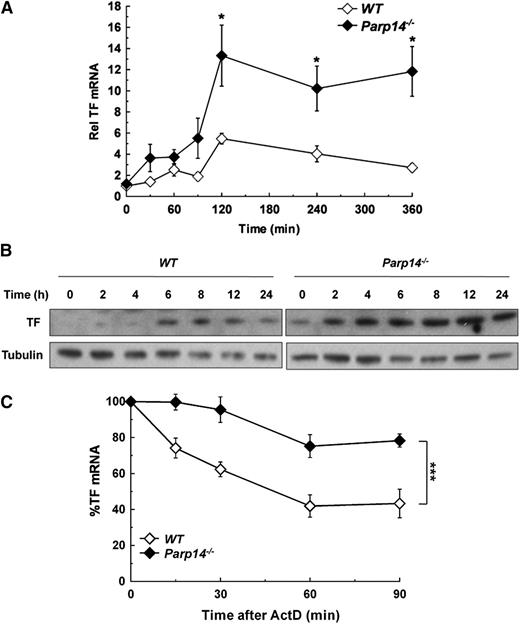 Figure 1. Overexpression of TF mRNA and protein in PARP-14–deficient macrophages with stabilization of TF mRNA. WT and Parp14−/− BMDM were treated with LPS (1 µg/mL) and then analyzed for TF expression at the times shown by (A) RT-PCR, with mRNA levels normalized to unstimulated WT cells (n = 5 experiments). (B) Western blot analysis, with WT and Parp14−/− lysates were run on the same gels and processed simultaneously, but separated for clarity. The figure shows representative blots of five independent experiments. (C) TF mRNA decay in WT and Parp14−/− macrophages after addition of actinomycin D (5 µg/mL) to cultures that had been treated with LPS for 2 hours (n = 6 experiments). Data in (A) and (C) are expressed as mean ± SEM. *P < .05; ***P < .001 analyzed using a 2-tailed Student t test. ActD, actinomycin D; Rel, relative.