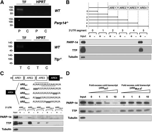 Figure 3. TTP and PARP-14 interact with a conserved ARE in TF mRNA 3′UTR. (A) ribonucleprotein complexes were immunoprecipitated by anti-TTP (T), anti–PARP-14 (P) or IgG negative control (C) from lysates of LPS-treated (1 µg/mL for 2 hours) BMDM and shown by RT-PCR to contain TF mRNA when derived from WT cells, but not when derived from Parp14−/− or Ttp−/− cells. HPRT provides a negative control mRNA for nonspecific pull-down. This figure shows representative gels from 3 independent experiments. (B) Western blot analysis of proteins isolated with streptavidin-coated magnetic beads from lysates of LPS-treated macrophages (1 µg/mL for 2 hours) incubated with biotinylated sense (+) or anti-sense (-) murine TF 3′UTR truncations. TTP and PARP-14 only associated with the sense full-length construct containing the ARE4 segment. In this and other figures, tubulin served as a negative marker for nonspecific protein binding to beads. (C) Similar western blots of proteins pulled down using WT TF 3′ UTR or mutant TF 3′ UTR with guanine substitutions in the conserved 17-nucleototide AREs in the critical ARE4 segment, containing a 15-nucleotide palindrome harboring 2 overlapping UUAUUUAAU nonamers (one 3′ to 5′ and the other 5′ to 3′: shown with dashed lines on AREWT). Intra-ARE mutation affecting both nonamers (AREMut-4) abolished TTP and PARP-14 binding. (D) Nonbiotinylated TF 3′UTR transcript (AREWT) inhibited TTP and PARP-14 binding to biotinylated TF mRNA 3′UTR, whereas the nonbiotinylated mutant TF 3′UTR transcript (AREMut-4) did not.