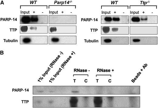 Figure 5. Interaction of TTP and PARP-14 with TF mRNA is interdependent. (A) Western blots of proteins isolated with streptavidin beads from lysates of LPS-treated WT, Ttp−/−, and Parp14−/− macrophages (1 µg/mL, 2 hours) incubated with sense (+) or anti-sense (-) biotinylated murine TF 3′UTR. TF 3′UTR did not pull down TTP in the absence of PARP-14 or PARP-14 in the absence of TTP. (B) Western blots of proteins immunoprecipitated from LPS-stimulated WT lysates with anti-TTP antibody (T) or goat IgG control (C). Coimmunoprecipitation of PARP-14 was abolished by prior treatment of the lysate with ribonuclease-postitive (RNase+), showing that the association of PARP-14 with TTP was dependent on RNA.