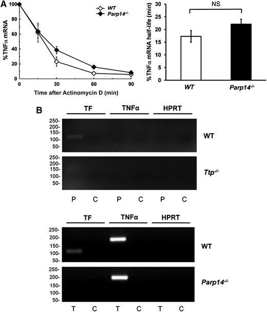 Figure 6. Regulation of TNFα mRNA is independent of PARP-14. (A) TNFα mRNA decay in WT and Parp14−/− BMDM after LPS-stimulation (1 μg/mL) for 2 hours (n = 6 experiments). TF mRNA half-lives are expressed as mean ± SEM, and analyzed using a 2-tailed Student t test. (B) RT-PCR of TF and TNFα mRNA immunoprecipitated by anti-PARP-14 (P) or anti-TTP (T) antibodies compared with rabbit IgG control (C) from lysates of LPS-stimulated (1 μg/mL for 2 hours) WT, Ttp−/− (left), or Parp14−/− (right) BMDM. HPRT acts as a negative control for nonspecific mRNA pull-down. The experiment shows that TNFα mRNA was immunoprecipitated from lysates of LPS-stimulated WT macrophage lysates by anti-TTP, but not by anti-PARP-14 antibodies. Also shown is that TNFα, but not TF mRNA was immunoprecipitated by anti-TTP from Parp14−/− macrophage lysates. TF mRNA was pulled down by anti-PARP-14 from lysates of LPS-treated WT, but not Ttp−/− macrophages, and by anti-TTP from lysates of LPS-treated WT, but not Parp14−/− macrophages. NS, nonsignificant.