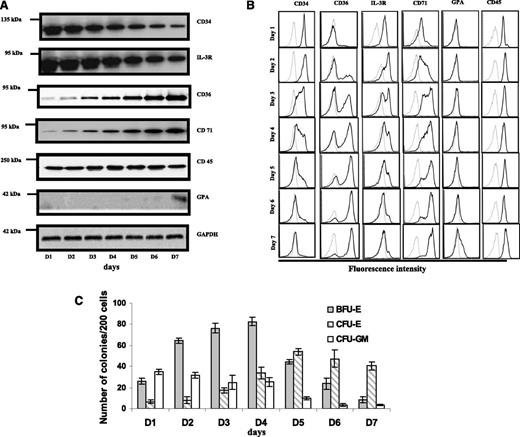 Figure 1. Expression of surface proteins and colony forming ability of the cultured CD34+ cells during early erythropoiesis. (A) Immunoblot analysis. Blots of sodium dodecyl sulfate-polyacrylamide gel electrophoresis of total cellular protein prepared from cells cultured from day 1 to day 7 were probed with antibodies against the indicated proteins. Note the decreased expression of CD34 and IL-3R, and the increased expression of CD36 and CD71. CD45 remained constant throughout and GPA was negative until day 6. Glyceraldehyde-3-phosphate dehydrogenase was used as loading control. (B) Flow cytometric analysis. The surface expression of indicated proteins was measured by flow cytometry. The representative profiles are shown. Gray line: autofluorescence control from unstained cells; black line: fluorescence from cells stained with indicated antibody. (C) Quantitation of colony forming ability. BFU-E colonies peak at day 4 then gradually decrease, whereas CFU-E colonies peak at day 5 and then decrease. The data are from 7 independent experiments.