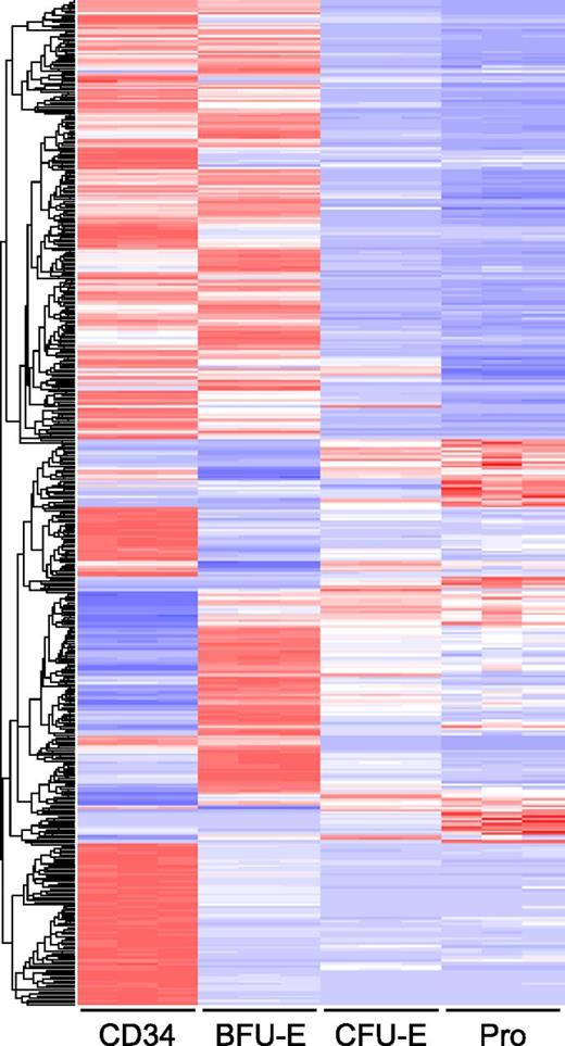 Figure 4. Global gene expression at different stages of human early erythriod progenitor. Expression values of differentially expressed genes between the different stages are shown as a heat map. In each row, the red, white, and blue colors represent the expression level (from high to low) of a particular gene. The rows are organized by hierarchical clustering with complete linkage and Euclidean distance metric.