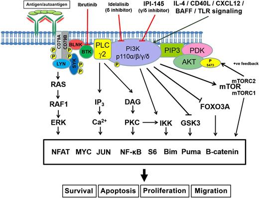 Binding of antigen/autoantigen to the BCR results in formation of the signalosome that includes SYK, BTK, and PI3K, all of which have been targeted by kinase inhibitors that have shown promise for the treatment of CLL. However, the PI3K complex also regulates signaling from IL-4, CD40L, CXCL12, BAFF, and the Toll-like receptor (TLR). Several signaling pathways are activated downstream of these kinases, which results in the elevation of NFAT, MYC, JUN, nuclear factor-κB (NF-κB), S6, Bim, Noxa, and β-catenin, which are involved in survival, apoptosis, proliferation, and migration. Mammalian target of rapamycin (mTOR) immediately downstream of PI3K/AKT signaling is the catalytic subunit of the mTORC1 and mTORC2 complexes. mTORC2 is capable of inducing a positive feedback loop that leads to the phosphorylation of serine 473 (P S473) and reactivation of AKT downstream signaling.