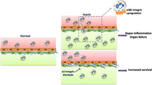 In sepsis, α3β1-integrin expression is upregulated on hyperinflammatory neutrophils and promotes their recruitment to affected sites through interactions with extracellular matrix proteins, such as laminin. Neutrophil infiltration may result in hyperinflammation, tissue damage, and organ failure. Inhibition of α3β1 integrin blocks neutrophil extravasation; neutrophils are entrapped between the endothelium and the pericytes. Inhibition of α3β1 integrin could thereby prevent hyperinflammation and promote survival in sepsis.