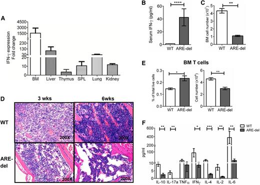 Figure 1. T cells are not the cause of the AA-like phenotype in ARE-del mice. (A) Total RNA was extracted from tissues. Equal amounts of RNA were reverse transcribed into mRNA. IFN-γ mRNA levels were detected by using real-time polymerase chain reaction. Data were normalized against glyceraldehyde-3-phosphate dehydrogenase mRNA levels and calculated relative to IFN-γ expression levels in WT tissue set to 1 (n = 3). (B) Serum from animals was analyzed by using a cytometric bead array to determine IFN-γ levels (n = 7). (C) Single-cell suspensions of BM cells were prepared and counted, and total cell numbers are shown (n = 7). (D) Sternums from 6 WT and 6 ARE-del mice were fixed and stained with hematoxylin and eosin. Depicted here are representative photographs from 1 set of animals. (E) Seven-color flow cytometry analyses were performed on total BM cells. T cells were gated on the live NKp46–CD11b–B220–Gr1–CD3+ population. The bar graphs show both the total cell number and percentage of live cells (n = 4). (F) T cells were selected from BM. The function of T cells was determined by the intensity of cytokine responses against TCR agonists (anti-CD3/anti-CD28 antibodies). Cytokine levels in the medium were measured 6 hours after stimulation by using a cytometric bead array. The bar graphs displays the concentration of each cytokine measured (n = 4). All experiments were performed at least 3 times. Results are expressed as mean ± standard deviation (SD). *P < .05; **P < .01; ***P < .001; ****P < .0001. SPL, spleen.