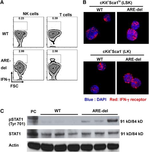 Figure 2. IFN-γ and IFN-γ signaling are detected in ARE-del BM. (A) T cells were gated on the live NKp46–CD11b–B220–Gr1–CD3+ population, and NK cells were gated on the live NKp46+CD11b–B220–Gr1–CD3– population. IFN-γ expression by BM NK and T cells was detected by using intracellular cytokine staining. Dot plots are representative of 1 set of 4 experiments. (B) Total BM cells from WT and ARE-del mice were sorted into LSK (LT-HSCs, ST-HSCs, and MPPs) and LK (CMPs, GMPs, and MEPs) populations and centrifuged onto slides. The cells were then stained with antibody against IFN-γ receptor. The expression of IFN-γ receptor was captured with a Zeiss LSM 710 confocal microscope. (C) Total protein was extracted from untreated WT and ARE-del BM. Proteins were detected by western blotting with antibody against phosphorylated Stat1 (pSTAT1) tyrosine 701 residue. Stat1 and actin were used as loading controls. Positive control (PC) is protein extracted from WT splenocytes stimulated with IFN-γ for 15 minutes. DAPI, 4,6 diamidino-2-phenylindole. FSC, forward side scatter.