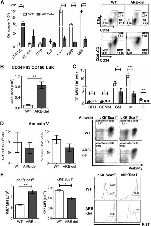 Figure 3. Constant exposure to IFN-γ alters the composition of HSPCs. (A) HSPC composition was gated on lineage-negative BM cells by using flow cytometry, LT-HSCs (lin–cKit+Sca1hiCD34–Flt3–), ST-HSCs (lin–cKit+Sca1hiCD34+Flt3–), MPPs (lin–cKit+Sca1hiCD34+Flt3+), common lymphoid progenitors (CLPs; lin–cKitintSca1intIL-7R+), CMPs (lin−cKit+Sca1–CD34+CD16/32int), GMPs (lin−cKit+Sca1−CD34+CD16/32hi), and MEPs (lin−cKit+Sca1–CD34–CD16/32lo) (n = 7). The bar graph shows the total cell number of each cell type. Density plots are representative of HSPC gating from 1 set of 4 experiments. (B) The lin–cKit+Sca1hiCD34–Flt3+CD150+ population was used to confirm HSC composition. The bar graph shows the total cell number (n = 5). (C) The function of CMPs, GMPs, and MEPs was analyzed by using a colony-forming assay. Lineage-negative BM cells were plated in triplicate, and the colonies were counted after culture for 7 days. The numbers of each colony are shown. (D) Apoptosis in HSPC was assessed by using Annexin V staining and Fixable Viability Dye eFluor 660. The Annexin V–positive/Viability Dye–negative population represents apoptotic cells. The bar graph shows the percentage of apoptotic cells in the LSK or LK population (n = 4). Density plots are representative of 1 set of 4 experiments. (E) The proliferation of HSPCs was determined by the expression level of Ki-67. The bar graph shows the medium fluorescent intensity (MFI) of Ki-67 cells in the LSK or LK population. Histograms are representative of 1 set of 4 experiments. All experiments were performed at least 3 times. Similar results were obtained from 3 different experiments. Results are expressed as mean ± SD. *P < .05; **P < .01; ***P < .001; ****P < .0001. N.D., not detectable.