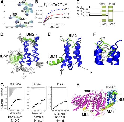 Figure 1. Characterization of MLL-IBD interaction and the solution structure of MLL-IBD complex. (A) HSQC spectrum for 70 μM IBD (green) titrated with 35 μM (cyan), 120 μM (blue), and 280 μM MLL160 (black). (B) Determination of IBD-MLL160 binding affinity from NMR titrations. Representative titration curves for 3 residues are shown, and the average Kd is reported. (C) Schematics of MLL constructs used for mapping the IBM1 and IBM2 binding motifs. (D) The 20 lowest energy structures of MLL-IBD. Well-ordered MLL fragments corresponding to residues 124 to 133 (IBM1) and 147 to 152 (IBM2) are shown in green, and IBD (residues 349-428) is blue. (E) Representative structure of MLL-IBD; coloring is the same as in panel D. (F) Details of IBM2-IBD interaction. Key residues involved in the contacts are green (IBM2) and gray (IBD). (G) Characterization of binding affinity using ITC. Equimolar complexes of menin with MLL160, MLL160 F129A, and MLL160 FLAA were titrated with IBD. Experiments were performed twice, and Kd and stoichiometry (N) are shown for representative experiments. (H) Model of menin-MLL-LEDGF complex based on solution MLL-IBD structure and previously published crystal structure (PDB code 3U88).