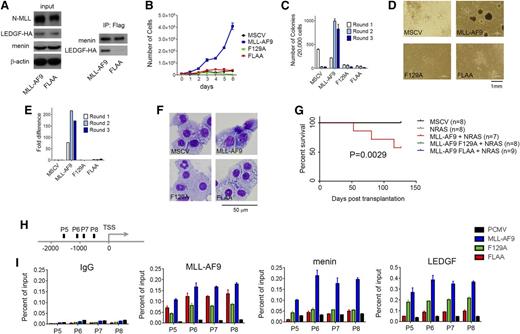 Figure 2. Intact IBM2 is necessary for leukemogenic transformation by MLL-AF9. (A) Co-IP demonstrates that mutation FLAA in MLL-AF9 abolished the interaction with LEDGF but not with menin. HEK293 cells were transduced with Myc-menin, LEDGF-HA, and Flag-MLL-AF9 or Flag-MLL-AF9 FLAA and coimmunoprecipitated using anti-Flag antibody. (B) Growth curves for bone marrow cells (BMCs) transformed with MSCV vector, MLL-AF9, and the F129A and FLAA mutants. (C) Activity of MLL-AF9 and the mutants in colony formation assay in transformed BMCs. Colony counts after 3 rounds of replating (C) and representative colonies (D) are shown. (E) qRT-PCR in BMCs transformed with MLL-AF9 and the 2 mutants for 3 replating rounds showing expression of Hoxa9. Expression of Hoxa9 has been normalized to β-actin and is referenced to the MSCV vector. (F) Wright-Giemsa-stained cytospins demonstrating differentiation of BMCs transformed with MSCV, MLL-AF9, and the 2 mutants. (G) Survival of mice transplanted with MSCV-MLL-AF9 and F129 and FLAA mutants. NRAS has been included to accelerate development of leukemia; n represents number of animals in each group. (H) Schematic diagram showing the endogenous Hoxa9 locus and probes used in the ChIP assay. TSS, transcription start site. (I) ChIP assays performed in HEK293 cells transduced with MLL-AF9 and mutants F129A and FLAA to determine the recruitment of MLL-AF9, menin, and LEDGF to the Hoxa9 locus with 4 different probes. Antibodies against AF9, menin, and LEDGF were used.