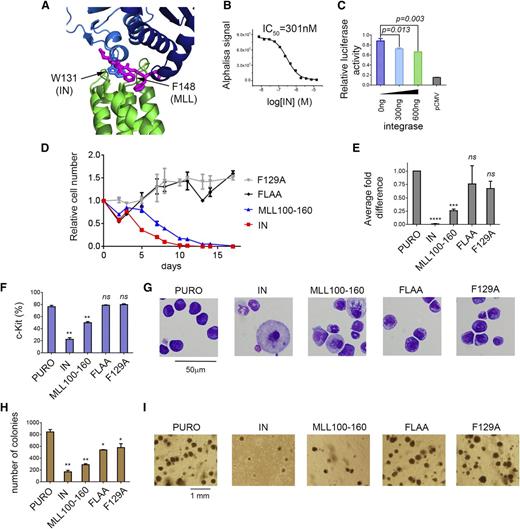 Figure 3. The same site on IBD interacts with IBM2 and HIV-IN. (A) Superposition of MLL-IBD structure (MLL IBM2 is shown in magenta, and IBD is green) onto IBD-IN complex (IN dimer is blue; based on PDB structure 2B4J). W131 from the IN binds to the same site on IBD as F148 from IBM2 motif. (B) IN disrupts menin-MLL-IBD complex in AlphaLISA assay by sequestering IBD from menin-MLL. (C) Dual luciferase assay performed in HEK293 cells with Hoxa9-LUC reporter. Cells were cotransfected with menin, MLL-AF9, LEDGF, and increasing amounts of IN. (D-I) Expression of IN and MLL110-160 impairs transformation of BMCs with MLL-AF9. BMCs were cotransduced with MSCV-neo-MLL-AF9 and MSCV-puro containing IN, MLL110-160, and MLL110-160 F129A or MLL110-160 FLAA. Expression of IN and MLL fragments has been validated using qRT-PCR (supplemental Figure 5). (D) Growth curves normalized to MSCV-puro. (E) Expression of Hoxa9 in transformed cells (day 14). (F) Expression of c-Kit (day 14). (G) Wright-Giemsa-stained cytospins (day 14). (H) Colony counts after 3 rounds of replating. (I) Representative colonies in round 3.