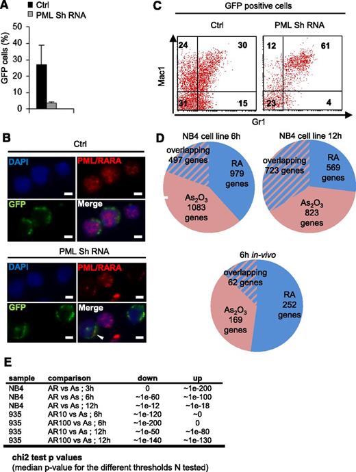 Figure 5. PML/RARA extinction triggers APL differentiation in vivo. Bone marrow APL blasts were infected with a GFP-expressing lentivirus encoding a scrambled shRNA sequence (Ctrl) or an shRNA sequence directed against human PML and injected in secondary recipients. Inoculated animals were analyzed 21 days after engraftment (6 mice, 2 independent experiments) to determine the proportion of GFP-positive cells in the marrow (A), PML/RARA or GFP immunofluorescence (bottom bar, 10 µm; arrow points to differentiated GFP-positive cells with PML/RARA extinction) (B), and fluorescence-activated cell sorter analysis of GFP-positive cells (C). (D) Gene expression analysis 6 or 12 hours after RA (blue) or As2O3 (red) treatment in human APL NB4 cell line (top row) or of APL mice (bottom row). See supplemental Figure 2 for representative data. (E) χ2 test P values (median P value for the different thresholds tested: N = 100-1200) for association of the upregulated and downregulated genes. Sample 935 refers to murine APLs; AR10 and AR100 indicate the doses of RA administered.