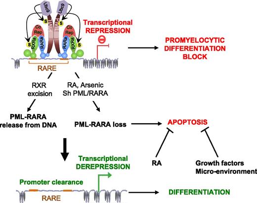 Figure 6. Model. Loss of PML/RARA DNA binding through RXRA ablation, PML/RARA extinction, or RA/arsenic-triggered catabolism clears target genes from the PML/RARA repressor, triggering differentiation. PML/RARA loss also induces apoptosis. The latter may be blocked by RA, growth factors, or the microenvironment. RARE, RA responsive elements.