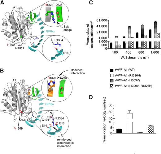 Figure 1. I1309V mutation rescues the defect in platelet adhesion associated with the R1326H mutation. (A-B) Proposed models for the WT (A) and double-mutant (I1306V and R1326H) (B) murine VWF-A1 domains (gray) in complex with murine GPIbα (cyan). The β-switch hairpin loop of GPIbα is shown in green and key side chains involved in forming the interface are shown in stick. Zoomed images reveal details of the electrostatic interactions that may be altered by the mutations R1326H and I1309V, respectively. (C-D) Accumulation (C) and translocation velocity (WSR of 1,600 s−1) (D) of mouse platelets on surface-immobilized rVWF-A1 proteins. Platelet attachment and their subsequent motion were digitally recorded on an inverted Nikon microscope (Eclipse TE2000) with a plan ×10 or ×20 objective, respectively. The number of platelets attached per unit area and translocation velocities was determined by off-line analysis (Image-Pro Plus, Media Cybernetics, Rockville, MD). Results are representative of 3 separate experiments performed in triplicate (mean ± SD).