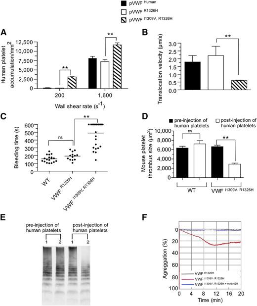 Figure 4. Prolongation in bond lifetime favors spontaneous platelet–VWF interactions. (A-B) Accumulation (A) and translocation velocities (WSR of 1,600 s−1) (B) of human platelets on surface-immobilized plasma VWFR1326H, VWFI1309V, R1326H, or human VWF at the indicated WSRs. Data are representative of 3 separate experiments performed in duplicate. (C-D) Tail bleeding times (C) and mouse platelet-mediated thrombus formation (D) for WT and mutant VWF-A1 mice pre- and 20 minutes postadministration of human platelets. Platelet-vessel wall interactions were visualized through a ×20 water-immersion objective using a Zeiss Axiotech Vario microscope equipped with a Yokogawa CSU-22 spinning disk confocal scanner, iXon EM camera, and 561 nm laser line. (E) Representative VWF multimer gel of plasma obtained from mutant mice before and 20 minutes after the administration of human platelets. Numbers 1 and 2 denote mice possessing plasma VWFR1326H or VWFI1309V, R1326H, respectively. (F) Representative tracing of light transmitted aggregometry of human platelets resuspended in plasma obtained from VWFR1326H or VWFI1309V, R1326H mice. MAb 6D1 is a function blocking antibody to human GPIbα. Data are the mean ± SD. **P < .0001 as compared with VWFR1326H mice. ns, not significant (P > .05) by unpaired Student t test.