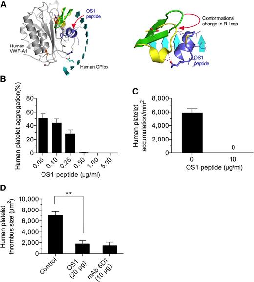 Figure 6. Disrupting the major contact interface limits human platelet–VWF interactions. (A) Ribbon representation of the human GPIbα–VWF-A1–OS1 ternary complex (left). The change in R-loop conformation imposed upon OS1 cyclic peptide (purple) binding to GPIbα (right). (B) Ristocetin-induced aggregation of human platelets in plasma VWFHA1 in the presence and absence of OS1. (C) Accumulation of human platelets on surface-immobilized plasma VWFHA1 (WSR of 1,600 s−1) in the absence or presence of OS1 (n = 3). Images were obtained using a CCD camera and analyzed using Image-Pro Plus. (D) Human platelet-mediated thrombus formation in laser injured arterioles of VWFHA1 mice who received an infusion of OS1 peptide or the human GPIbα function blocking antibody, mAb 6D1 (n = 7 mice per treatment condition; 1 arteriole per mouse). Fluorescent images were obtained using a ×20 water-immersion objective, a Yokogawa CSU-22 spinning disk confocal scanner, and a 488 nm laser line. The extent of thrombus formation was assessed for 2 minutes postinjury and its area determined by off-line analysis (Image IQ and Image-Pro Plus). Data are the mean ± SD. **P < .0001. ns, not significant (P > .05).