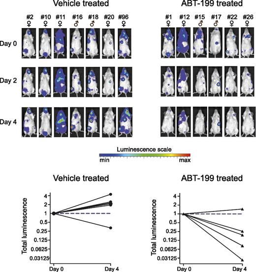Figure 3. ABT-199 sensitivity in a mouse xenograft model of the T-ALL cell line LOUCY. Thirteen mice xenografted with luciferase positive LOUCY cells were vehicle treated or ABT-199 treated (100 mg/kg body weight) for 4 days. The bioluminescence was measured before the start of the treatment (day 0) and after 2 and 4 days of treatment. Each column with pictures represents 1 individual mouse. The total bioluminescence signal after 4 days of treatment is plotted relative to the start value at day 0 for each mouse.
