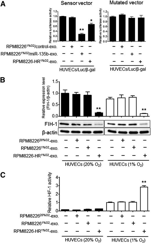 Figure 7. Exosomal miR-135b targets FIH-1 in hypoxic HUVECs. (A) miR-135b binding sites in the FIH-1 3′-UTR were cloned into pMIR luciferase reporter vector (left, sensor vector). Identical construct mutation was generated (right, mutated vector). RPMI82261%O2/miR-135b exosomes (exosomes derived from RPMI82261%O2 transfected with miR-135b mimics), RPMI82261%O2/control exosomes (derived from RPMI82261%O2 transfected with scramble control miR), or RPMI8226HR1%O2-exosomes were treated with HUVEC/Luc/β-gal (HUVECs cotransfected with pMIR-FIH1-3′-UTR vector and β-gal control vector). Luciferase activity of the sensor vector displayed a significant decrease by treatment with RPMI82261%O2/miR-135b exosome (**P < .01, Student t test, n = 3) and RPMI8226-HR1%O2-exosome (*P < .05, Student t test, n = 3) compared with the control (HUVECs/Luc/β-gal without exosomes). These experiments were performed in triplicate, and the results are shown as mean ± SD. (B) FIH-1 protein expression levels measured by immunoblot after treatment with RPMI822620%O2-exosome, RPMI82261%O2-exosome, or RPMI8226-HR1%O2-exosome of normoxic HUVECs (solid bars) and hypoxic HUVECs (open bars). The intensity of each band was quantified and normalized to FIH-1 expression signals by β-actin (**P < .01 vs control, Student t test, n = 3). (C) Effect of exosomes derived from HR-MM cells (RPMI8226-HR) on HIF-1–dependent transactivation of luciferase activity in normoxic HUVECs (solid bars) and hypoxic HUVECs (open bars) transfected with luciferase reporter genes linked to hypoxia response element (HRE). Luciferase activity was measured using the Dual-Glo Luciferase System (Promega). All assays were performed in triplicate. Means ± SD are shown (**P < .01 vs control; HUVECs1%O2 without exosomes, Student t test, n = 3). exo, exosome.