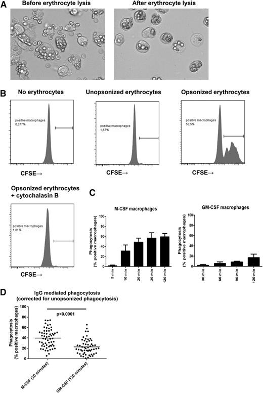 Figure 2. Phagocytosis of anti-RhD opsonized erythrocytes by monocyte-derived macrophages. (A) RhD-positive erythrocytes opsonized with anti-RhD after phagocytosis by monocyte-derived macrophages cultured for 9 days, before (left) and after (right) lysis of erythrocytes. (B) Representative images of the quantification of phagocytosis by flow cytometry. Unopsonized or anti-RhD opsonized CFSE-labeled RhD-positive erythrocytes were incubated with macrophages in the presence or absence of cytochalasin B. Percentages indicated the percentage CFSE-positive macrophages relative to the total macrophage population. Data are representative of at least 6 (cytochalasin B) experiments. (C) Time course of phagocytosis of anti-RhD opsonized erythrocytes by M-CSF and GM-CSF macrophages. Data are representative of 3 independent experiments. Error bars represent standard error of the mean. (D) Comparison of IgG-mediated phagocytosis (corrected for unopsonized phagocytosis) for M-CSF and GM-CSF macrophages (note different points). Mean and dots represent experiments with macrophages of different individuals (n = 58 for M-CSF, n = 55 for GM-CSF). Some individuals were measured twice; the mean of the measurements is shown for these individuals. Statistics with Mann-Whitney test.