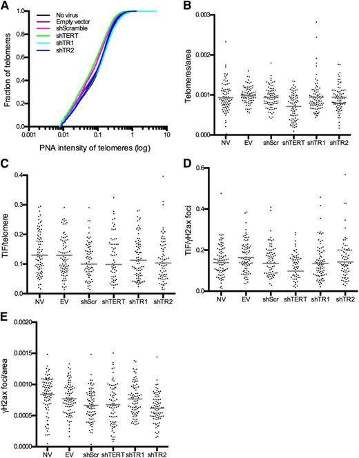 Figure 3. Telomerase knockdown does not induce significant telomere shortening or telomere DNA damage-induced foci (TIFs) in the time frame of this experiment. (A) Cumulative frequency of telomere lengths measured by PNA intensity. (B) Telomeres detected per area. (C) TIFs detected per telomere measured by colocalization of γH2ax foci and PNA foci. (D) TIFs detected per γH2ax foci. (E) γH2ax foci detected per area. Statistical significance was assessed using 1-way ANOVA and Dunn’s multiple comparison test with a significance cutoff of P < .05 in Prism (GraphPad). NV, no virus.