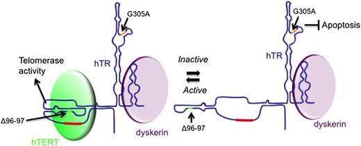 Figure 6. Two functions for hTR. hTR and hTERT complex to form catalytically active telomerase to maintain telomeres. In this catalytically active conformation, hTR complexes with hTERT and other factors to elongate telomeres. hTR also functions in a catalytically inactive state (shown here as unbound to hTERT with a disprupted pseudoknot) to prevent apoptosis. In a catalytically inactive state, hTR may be able to bind other factors to protect from apoptosis. Dyskerin is depicted because it is necessary for hTR accumulation, but some other binding partner might be involved with hTR to prevent apoptosis. Red lines: template; green lines: Δ96-7 hTR mutant; orange lines: P6.1 stem disrupted by G305A.
