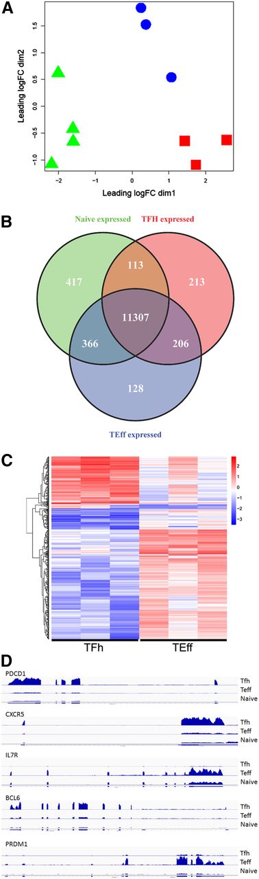 Figure 2. Transcriptome analyses: human primary Tfh, Teff, and naive T cells have distinct expression profiles. (A) Tfh, Teff, and naive T-cell transcriptomes were obtained by RNA-seq and subjected to multidimensional scaling analysis of expressed genes. Symbols representing 3 or 4 biologic replicates of Tfh (red squares), Teff (blue circles), and naive T cells (green triangles) clustered together, indicating that samples from each cell type are closely related and distinct from the other cell types. (B) Venn diagram display of differentially expressed genes. (C) Heat map display of gene expression patterns of differentially expressed genes. Red represents elevated expression while blue represents decreased expression, compared with the row mean. Each column represents a biologic replicate. Genes displayed in panels B and C were selected based on fold changes of 2 or more and FDR adjusted P value < .05 between cell types. (D) RNA coverage profiles of representative differentially expressed genes. FDR, false discovery rate.