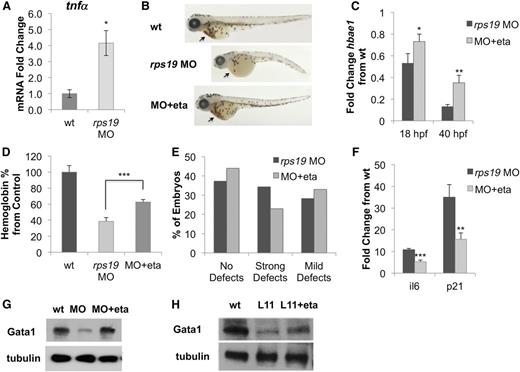 Figure 4. Inhibition of TNF-α rescues erythroid defects in rps19-deficient zebrafish. (A) tnfα mRNA is upregulated in rps19 MO zebrafish compared to wild-type (wt) at 18 hpf. (B) Treatment of rps19 MO zebrafish with the TNF-α inhibitor etanercept rescued the erythropoietic (see arrows) and developmental defects. The average phenotype of each group is shown. (C) Expression of hbae1 is increased in rps19 MO zebrafish after etanercept treatment. (D) Etanercept treatment restores hemoglobin levels in zebrafish, as measured by Drabkin’s reagent at 54 hpf. (E) Morphologic defects in rps19-morphant zebrafish are alleviated with etanercept treatment. “Strong defects” are defined as kinks, curved body, absent/rudimentary eyes, and other severe growth abnormalities. “Mild defects” are defined as smaller or shorter embryos with both eyes present. “No defects” indicates absence of visible defects in zebrafish morphology. Embryos were scored 3 times, with the average shown in the figure. (F) rps19-morphant zebrafish treated with etanercept showed reduced expression of p53 targets p21 and il-6. (G) Treatment with etanercept restored Gata1 expression in rps19 MO zebrafish. (H) Levels of Gata1 also increased in rpl11-mutant (L11) zebrafish following etanercept treatment. Data are representative of 2 independent experiments. *P < .05; **P < .01; ***P < .001.