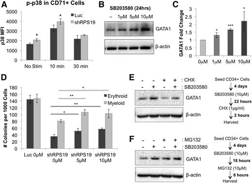 Figure 6. Effect of TNF-α on GATA1 expression is partially mediated through p38 MAPK activation. (A) p38 MAPK phosphorylation is increased in RPS19-deficient CD71+ fetal liver cells before and after a 10-minute stimulation with 100 ng/mL TNF-α, as measured by phospho-flow cytometry 5 days after transduction. (B) Treatment of CD34+ cord blood cells with SB203580 for 24 hours increased GATA1 protein expression in the cells. (C) Quantification of GATA1 protein increase from western blot in (B). (D) Treatment of RPS19-deficient cord blood cells with SB203580 partially rescues their erythropoiesis and myelopoiesis in methylcellulose. (E) Treatment of CD34+ cord blood cells with SB203580, a p38 MAPK inhibitor, increases the level of GATA1 protein in the cells, whereas treatment with CHX, a translation inhibitor, shows decreased GATA1 protein levels in the absence of SB203580. (F) Treatment of CD34+ cord blood cells with SB203580 and/or MG132, a proteasome inhibitor, increases GATA1 stability in the cells. Data are representative of 2 independent experiments. *P < .05; **P < .01; ***P < .001.