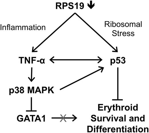 Figure 7. Model of GATA1 downregulation through the combined effects of p53 and TNF-α in RPS19-deficient cells. Deficiency of RPS19 in hematopoietic progenitors leads to ribosomal stress, which increases p53 levels as well as inflammation, which increases production of TNF-α by nonerythroid cells. TNF-α represses GATA1 through activation of p38 MAPK and may also contribute to increased p53 levels, which results in reduced survival and differentiation of erythroid cells.