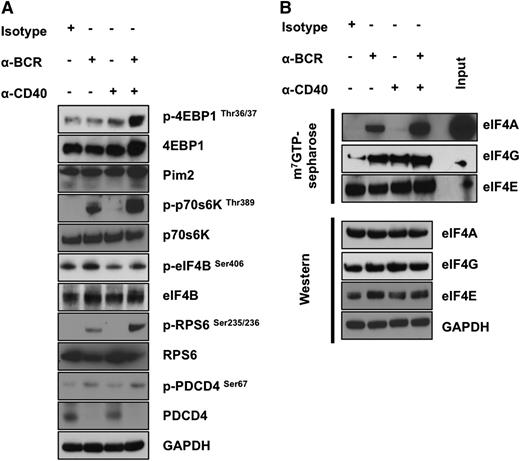 Figure 2. BCR activation significantly enhances eIF4A cap-binding activity in human splenic B cells. (A) Protein lysates from human splenic B cells were harvested 24 hours after treatment with Isotype, anti-BCR, anti-CD40, or anti-BCR+CD40 and then analyzed by western blot analysis for p-4EBP1 (Thr36/37), total 4EBP1, PIM2, p-p70s6K (Thr389), total p70s6K, p-EIF4B (Ser406), total EIF4B, p-RPS6 (Ser235/236), RPS6, p-PDCD4 (Ser67), and total PDCD4. GAPDH served as a loading control, and data are representative of 3 independent experiments. (B) Lysates were incubated with m7GTP Sepharose beads overnight at 4°C. Western blot analysis was used to observe eIF4A, eIF4G, and eIF4E binding to m7GTP. Data are representative of 3 independent experiments (3 individual spleens).