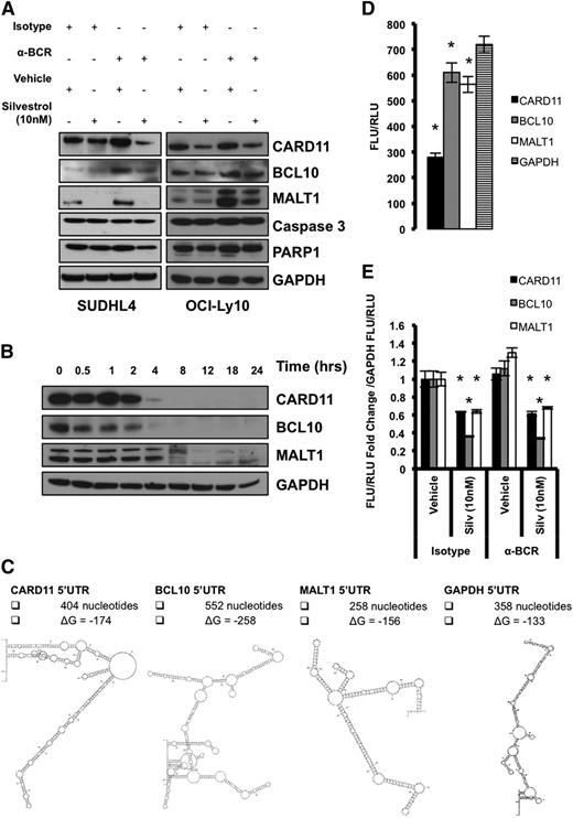 Figure 5. The 5′UTR of CARD11 represses protein translation. SUDHL4 and OCI-Ly10 cells were harvested 24 hours after treatment with Isotype + Vehicle, Isotype + 10 nM Silvestrol, anti-BCR + Vehicle, or anti-BCR + 10 nM Silvestrol. (A) Protein levels of CARD11, BCL10, and MALT1 were measured by western blotting. GAPDH served as a loading control, and data are representative of 2 independent experiments. (B) Cells were treated with 100 μg/mL of cycloheximide, and lysates were collected at the indicated time points. Protein levels of CARD11, BCL10, and MALT1 were measured by western blotting. GAPDH served as a loading control, and data are representative of 2 independent experiments. (C) Predicted 5′UTR structures and ΔG of respective genes. (D) A graph of the ratio between Firefly luciferase units (FLU) and renilla luciferase units (RLU) demonstrating the impact each respective 5′UTR has on cap-dependent translation. Data are means ± SEM from triplicates and are representative of 3 different experiments. (E) A graph of the fold change from Isotype + Vehicle for CARD11, BCL10, and MALT1 5′UTR FLU/RLU ratios normalized to GAPDH’s 5′UTR FLU/RLU ratio. Data are means ± SEM from triplicates and are representative of 3 different experiments (*P < .05).