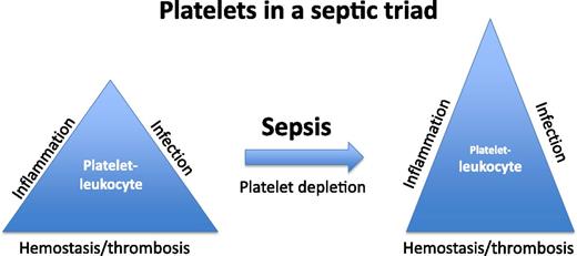 Platelets are increasingly recognized as participating in the inflammatory response in addition to their well-characterized role in hemostasis and thrombosis. Depicted in a conceptual triangle is a platelet-leukocyte balance supporting normal homeostasis. In the condition of sepsis, significant dysregulation of a platelet-leukocyte balance occurs. In the study by de Stoppelaar et al,1 the significance of the platelet is further defined in septic animals with experimentally induced thrombocytopenia. The dysregulation of the septic triad leads to an additional imbalance between infection, inflammation, and hemostasis/thrombosis.