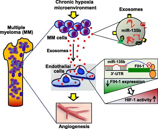 Under a long-term hypoxia microenvironment, MM cells actively secrete miR-135b–enriched exosomes, which are taken up by the surrounding endothelial cells, leading to reduced expression of FIH-1, one of the miR-135b targets that inhibits the activation of HIF-1. Consequently, the HIF-1 activity is increased in recipient ECs, resulting in an accelerated angiogenesis that may promote MM-cell survival, proliferation, and migration.