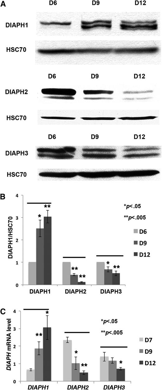Figure 1. DIAPH1, DIAPH2 and DIAPH3 expression during MK differentiation. (A) CD41+ MKs were sorted on day 6 of culture and recultured for various periods according to the experiments. In the western blots, HSC70 was used as the protein loading control; an 8% SDS-PAGE gel was used for protein separation. (B) The ratio between DIAPH (DIAPH1, DIAPH2, or DIAPH3) and HSC70 protein was analyzed by Image J in 3 independent experiments. DIAPH1 expression was increased, and DIAPH2 and DIAPH3 were decreased during MK differentiation. (C) RT-PCR (normalized to HPRT) was performed on CD41+ MKs collected at days (D)7, D9, and D12 of culture (3 independent experiments). DIAPH1 mRNA expression was increased during MK differentiation. *P < .05; **P < .005.